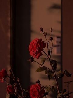 清明节当天我死遁离开，妻子悔疯了大结局阅读 顾景延黎雨诺小说在线章节