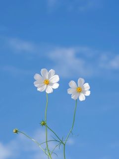 景宣秦筱月是哪本小说主角 秦筱月裴景宣免费全章节阅读