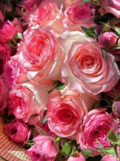 抖音小说港城如故，旧爱如梦蒋云朔沈舒颜全文txt